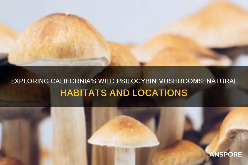 where to find naturally growing psilocybin mushrooms in california