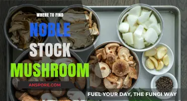 Discover Noble Stock Mushrooms: Top Locations for Foraging and Buying
