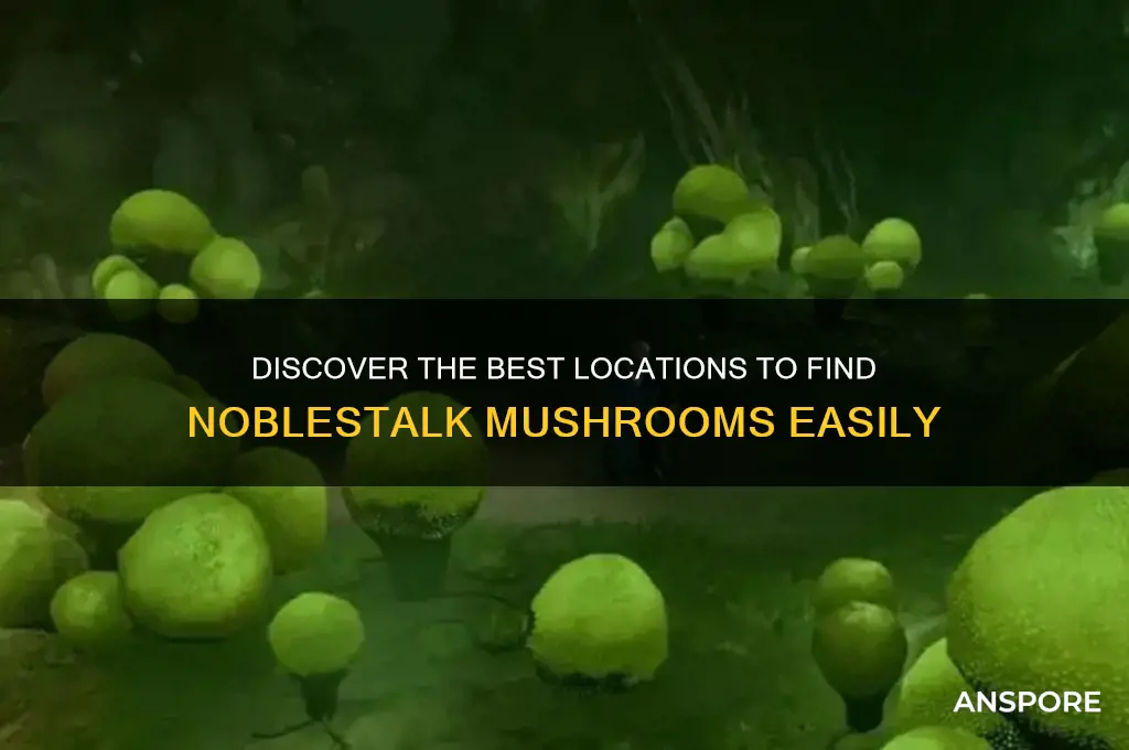 where to find noblestalk mushroom