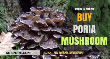 Discovering Poria Mushrooms: Top Sources and Buying Tips for Quality Finds