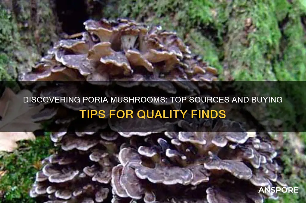 where to find or buy poria mushrooms