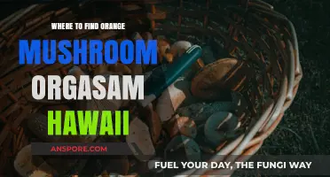 Discover Hawaii's Orange Mushroom Orgasam: Top Spots to Explore