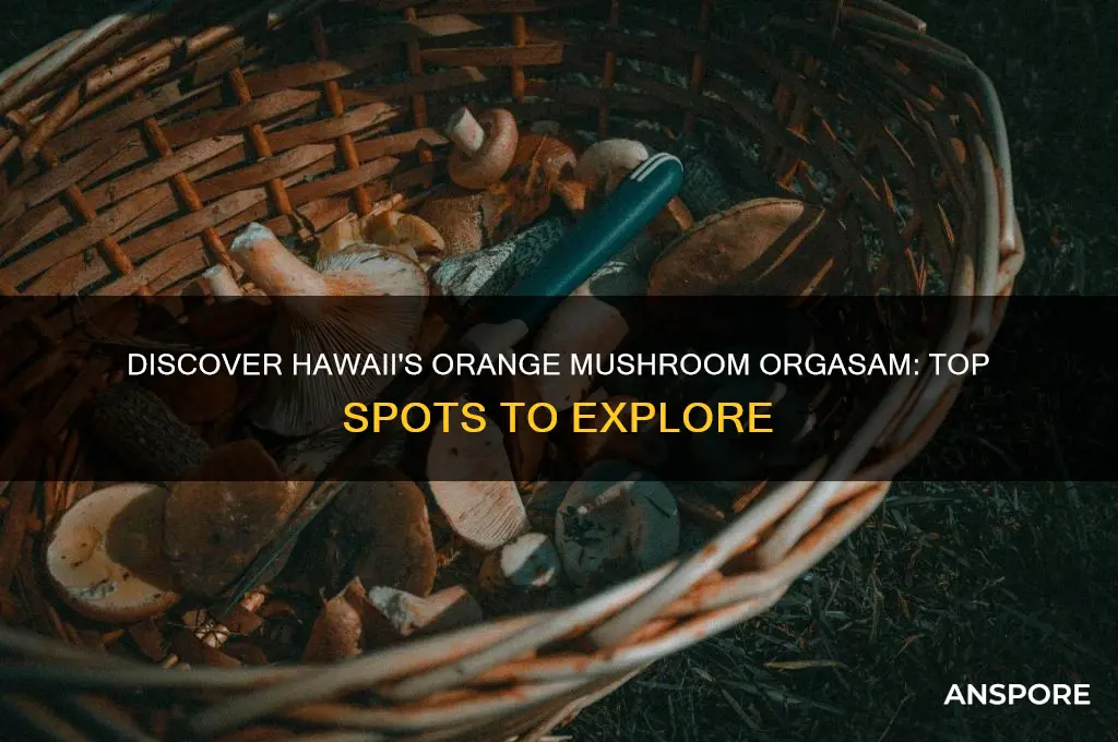 where to find orange mushroom orgasam hawaii