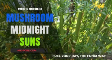 Discover Oyster Mushroom Midnight Suns: Top Locations and Tips