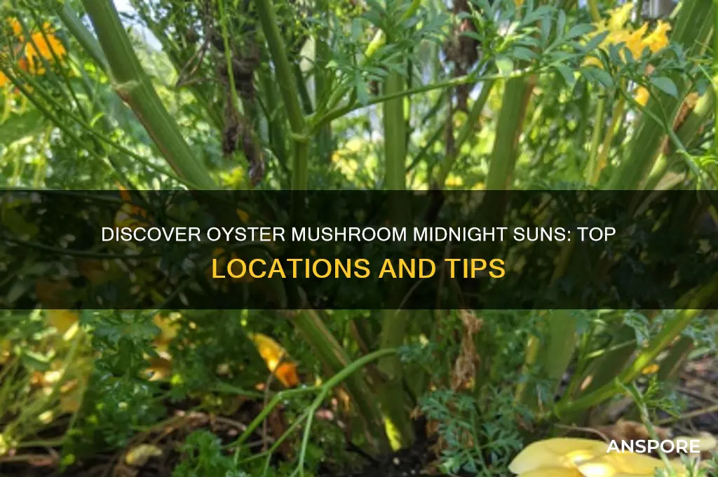 where to find oyster mushroom midnight suns
