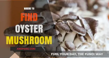 Discovering Oyster Mushrooms: Top Spots for Foraging and Growing