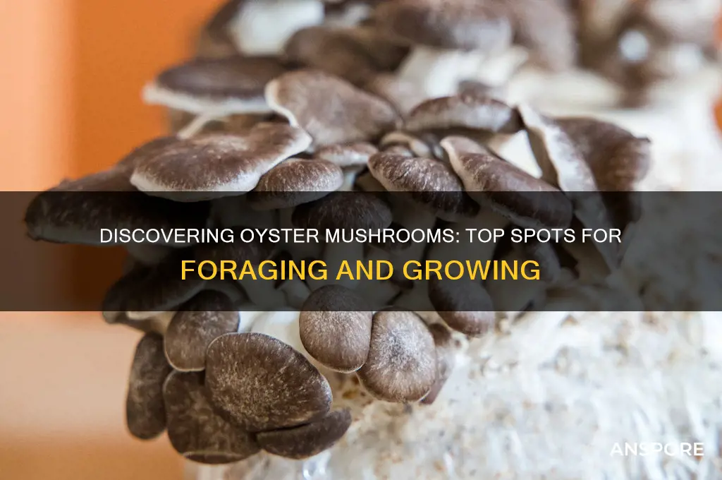 where to find oyster mushroom