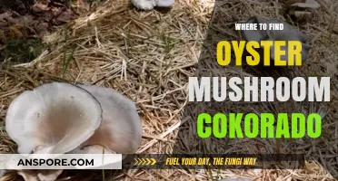 Discovering Colorado's Hidden Oyster Mushroom Spots: A Forager's Guide