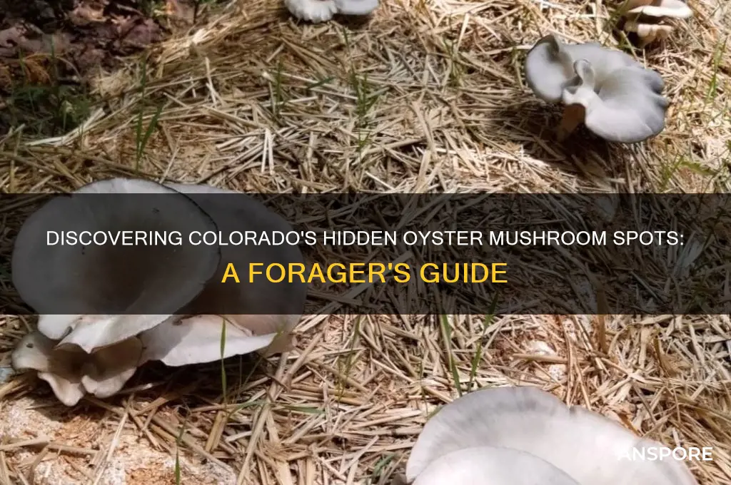 where to find oyster mushrooms cokorado