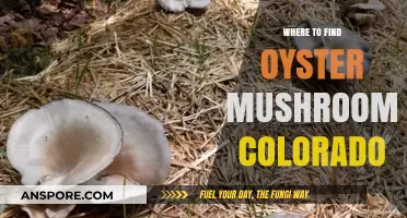 Discovering Colorado's Hidden Oyster Mushrooms: Top Foraging Spots Guide