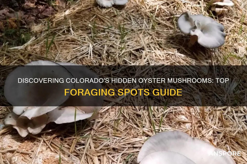 where to find oyster mushrooms colorado