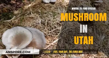 Discover Utah's Hidden Oyster Mushroom Hotspots: A Forager's Guide