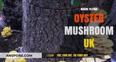 Discovering Oyster Mushrooms: Top UK Spots for Foraging and Buying