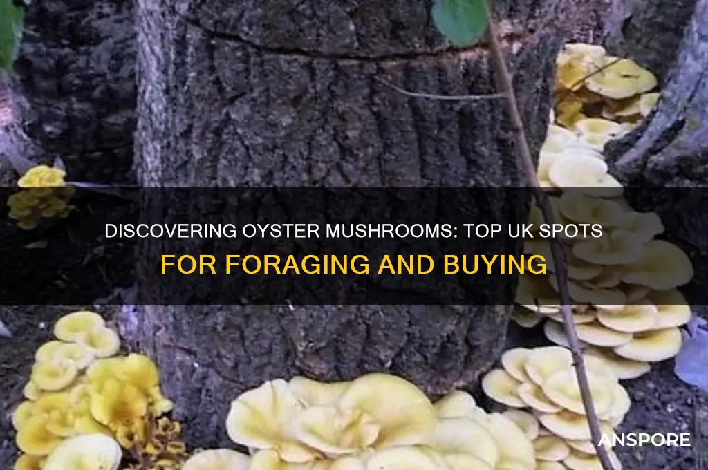 where to find oyster mushrooms uk