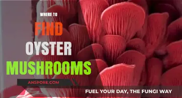 Discovering Oyster Mushrooms: Top Spots for Foraging and Buying