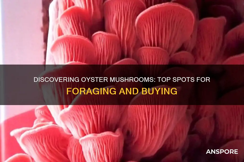 where to find oyster mushrooms