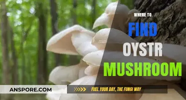 Discovering Oyster Mushrooms: Top Spots for Foraging and Growing