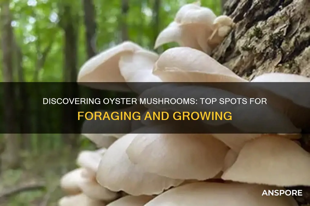 where to find oystr mushrooms