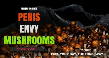 Discovering Penis Envy Mushrooms: Top Locations and Growing Tips