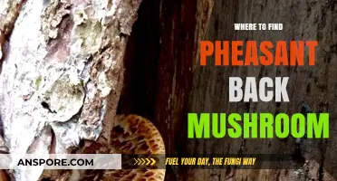 Discovering Pheasant Back Mushrooms: Top Spots for Foraging Success