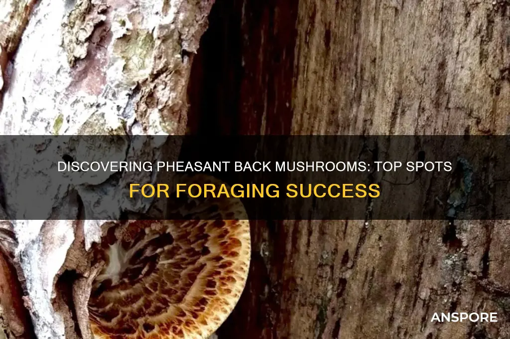 where to find pheasant back mushroom