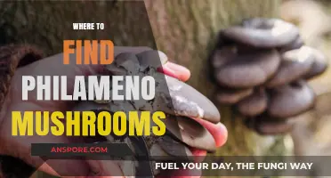 Discovering Philameno Mushrooms: Top Locations for Foraging Success