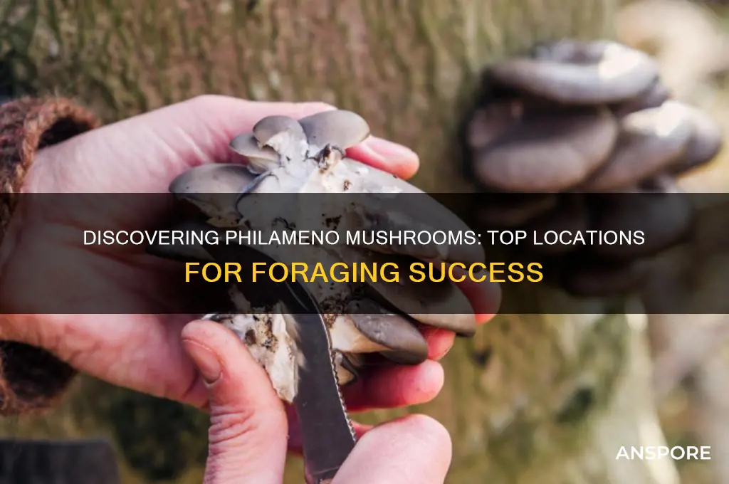 where to find philameno mushrooms