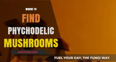 Exploring Nature's Hidden Gems: Locating Psychedelic Mushrooms Safely and Legally
