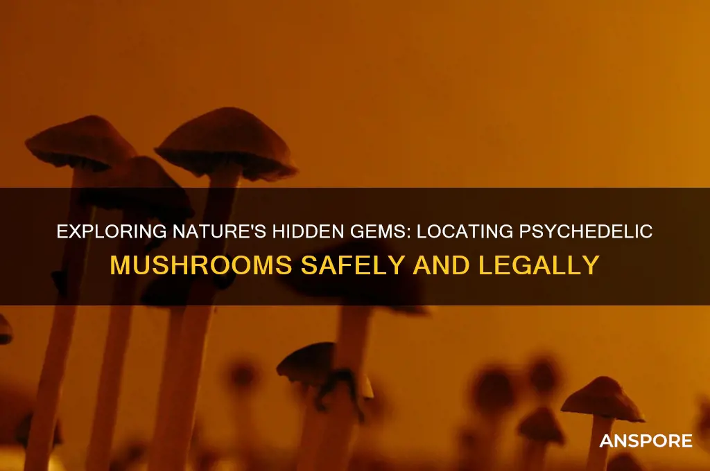 where to find phychodelic mushrooms