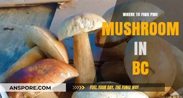 Discovering Pine Mushrooms in BC: Top Foraging Spots and Tips