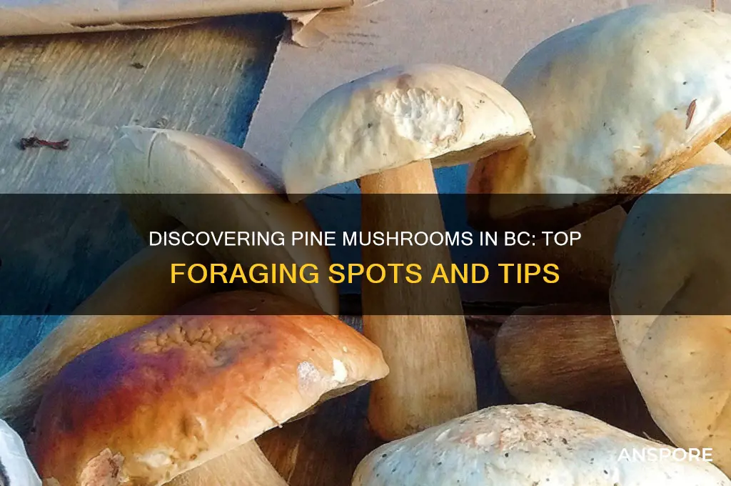 where to find pine mushrooms in bc