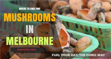 Discover Melbourne's Best Pine Mushroom Hunting Spots and Tips