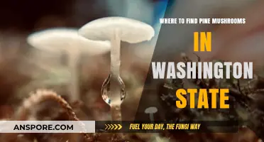 Discovering Washington State's Best Pine Mushroom Foraging Spots