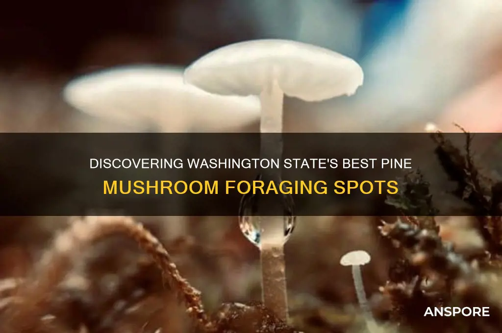 where to find pine mushrooms in washington state