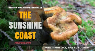 Discover Pine Mushrooms on the Sunshine Coast: Top Foraging Spots