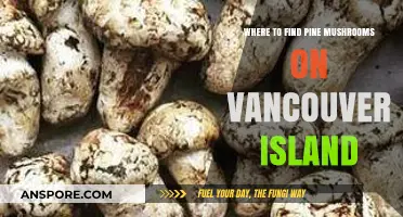 Discovering Vancouver Island's Pine Mushrooms: Top Foraging Spots and Tips