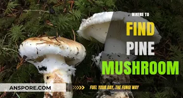 Discovering Pine Mushrooms: Top Locations and Foraging Tips for Success