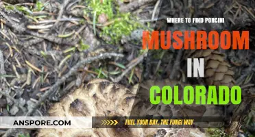 Discover Colorado's Best Porcini Mushroom Foraging Spots and Tips