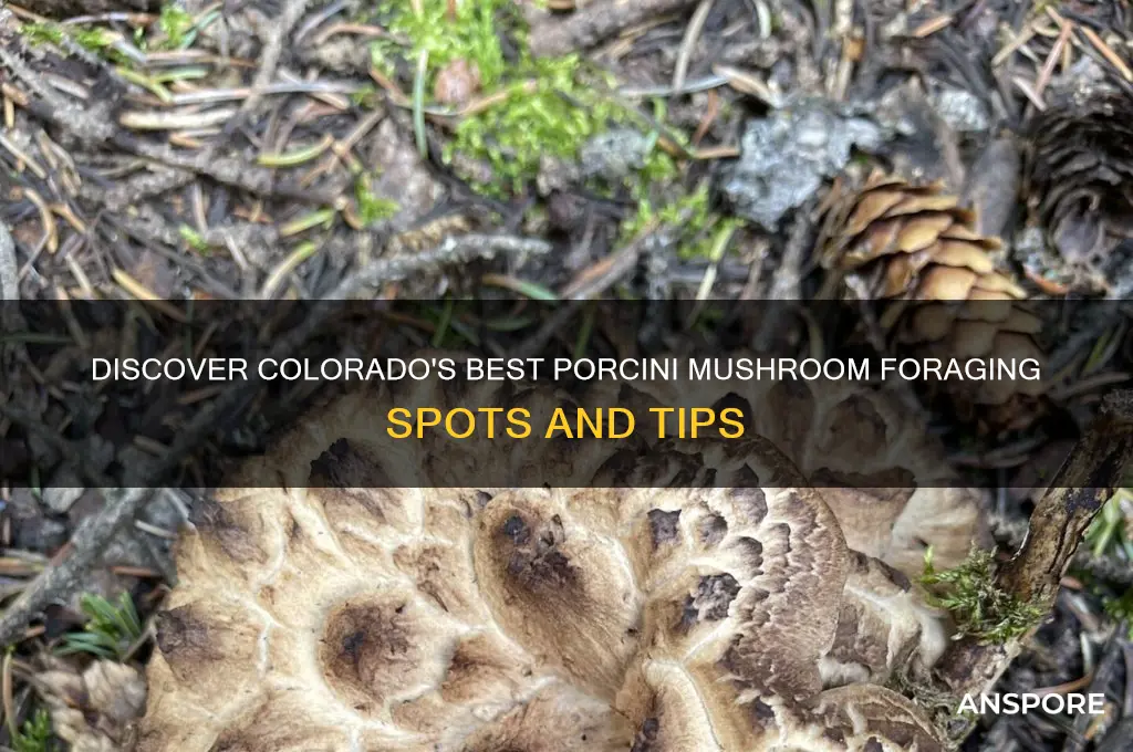 where to find porcini mushrooms in colorado