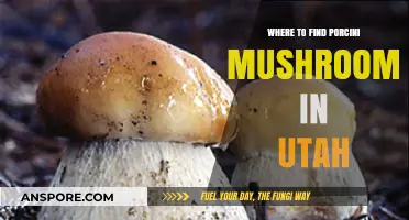 Discover Utah's Hidden Porcini Mushroom Hotspots: A Forager's Guide