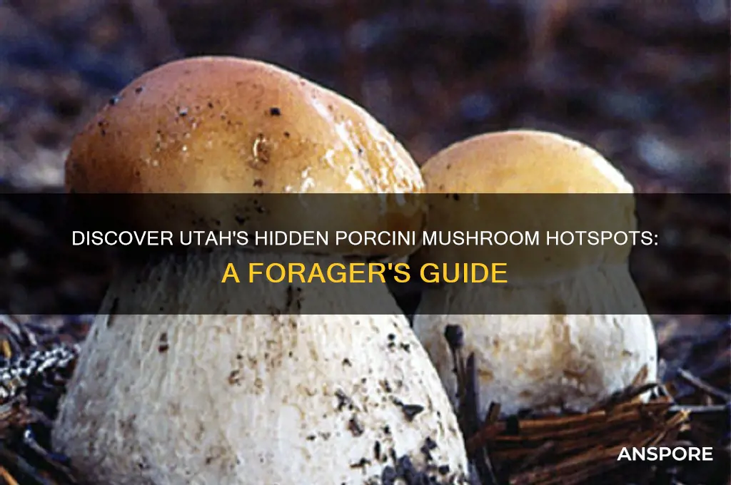 where to find porcini mushrooms in utah