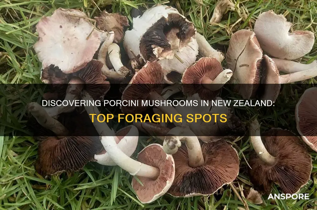 where to find porcini mushrooms nz