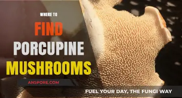 Discovering Porcupine Mushrooms: Top Spots for Foraging Success