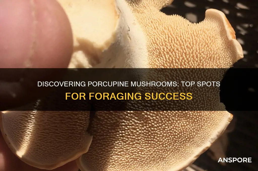 where to find porcupine mushrooms