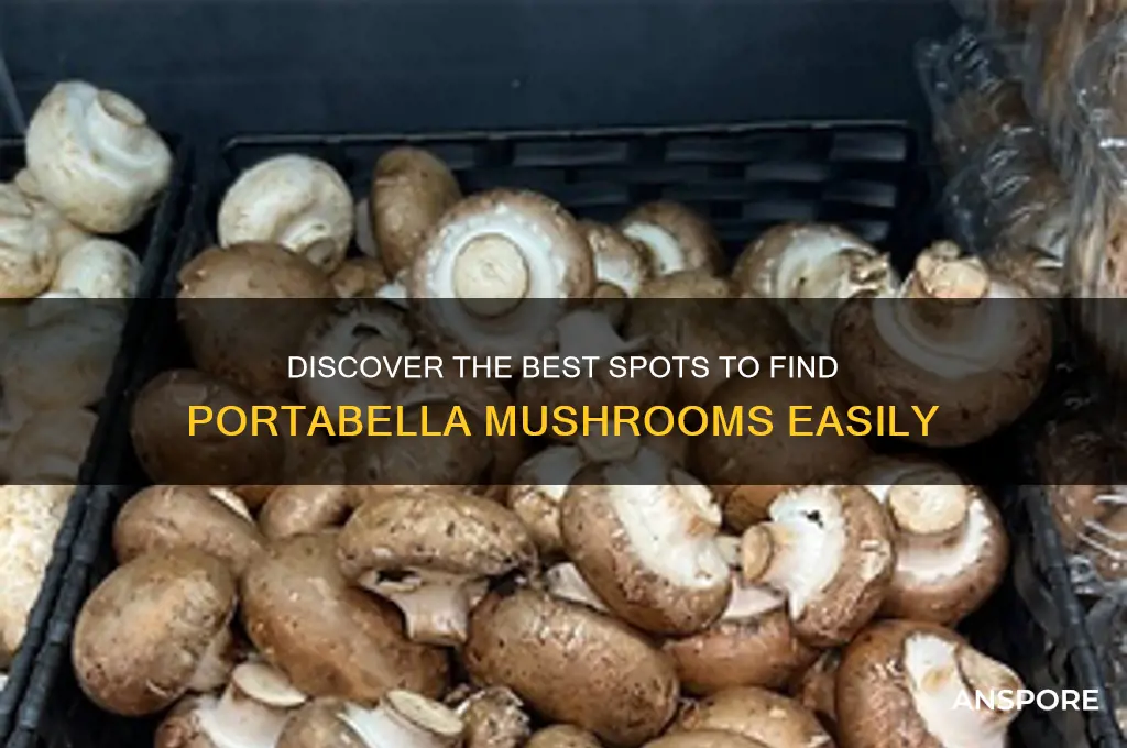 where to find portabella mushrooms