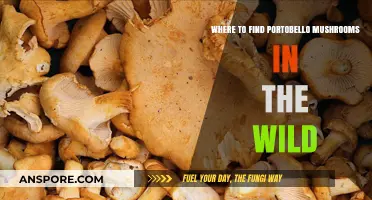 Discovering Wild Portobello Mushrooms: Top Foraging Spots and Tips