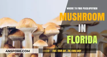 Discovering Psilocybin Mushrooms: Top Spots in Florida's Wild