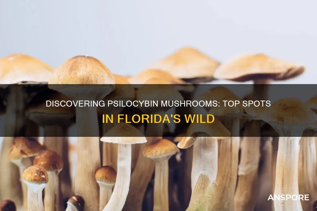 where to find pscilopsyben mushrooms in florida