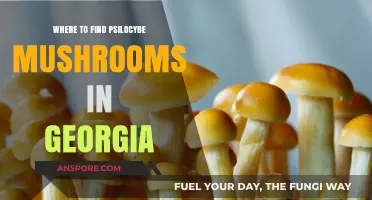 Exploring Georgia's Forests: Top Spots for Psilocybe Mushroom Foraging