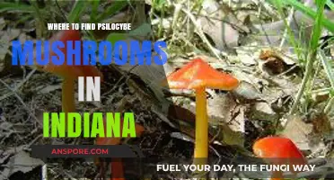 Exploring Indiana's Hidden Gems: Locating Psilocybe Mushrooms in the Wild